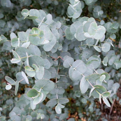 Eucalyptus Gunnii Azura Compact Cider GumBlue-Grey Hardy Evergreen For Small GardensThompson & Morgan from B&Q