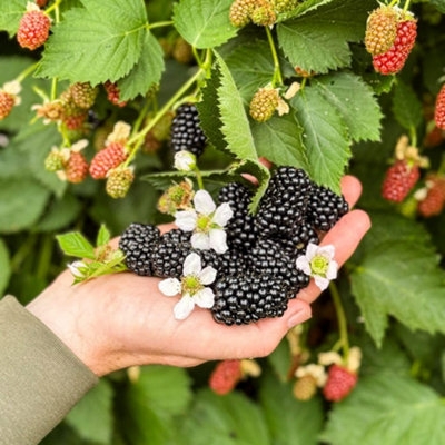 Thompson & Morgan Blackberry Loch KatrineLarge Sweet Thornless High-Yield 1X 9Cm Pot from B&Q