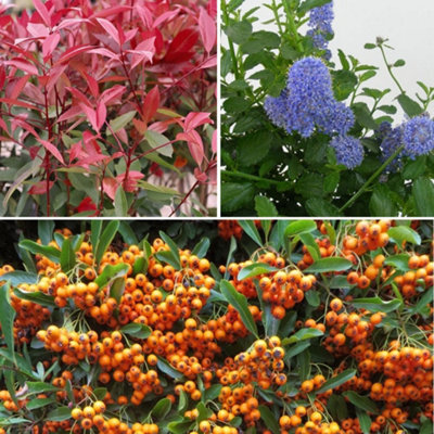 Thompson & Morgan Evergreen Shrub Trio Ceanothus Repens Photinia Red Robin Pyracantha Firelight6X 9Cm Potted Plants from B&Q