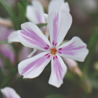 B&Q -  Phlox Subulata Candy StripeCreeping Phlox Pink & White Striped Flowers Evergreen Ground Cover Hardy Perennial