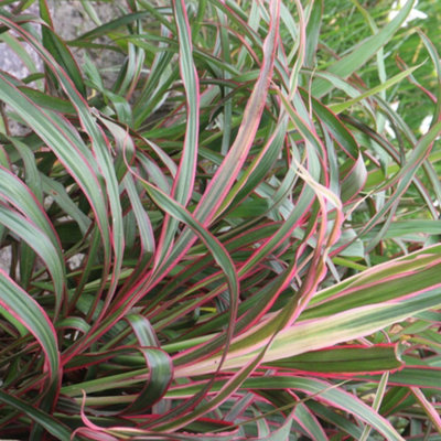 Phormium Jester Pink Green Red Flax Lily Evergreen Perennial 1X 2L Pot Thompson & Morgan from B&Q