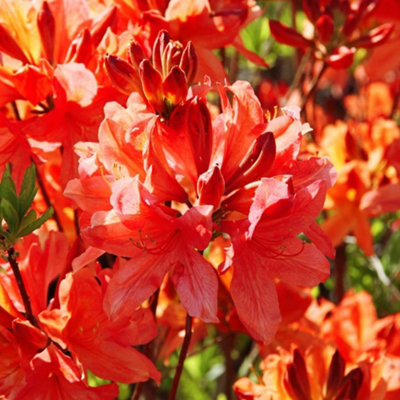Thompson & Morgan Orange Azalea Dwarf 9Cm Pot X2 - Image 5