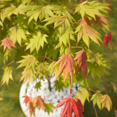 Thompson & Morgan Acer Shirasawanum Moonrise 15Cm Potted Plant X 1 from B&Q
