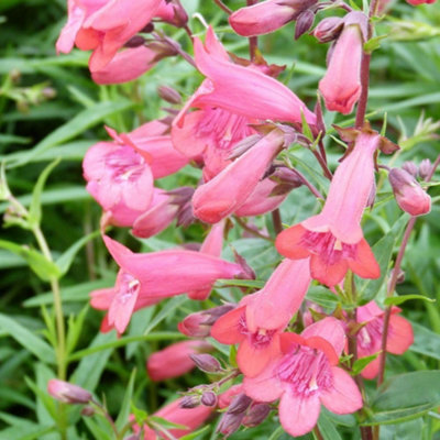 Thompson & Morgan Penstemon Hybrids Firebird 9Cm Potted Plant X 1 from B&Q