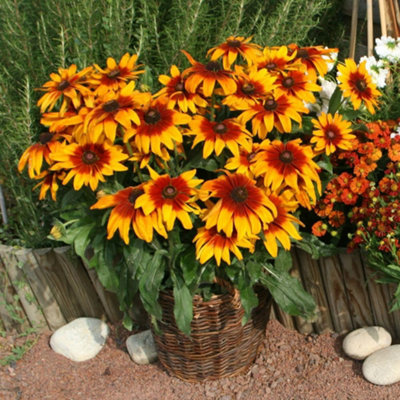 Rudbeckia Hirta Cappuccino Daisy-Like Flowers Wildlife-Friendly Easy-Grow 1L Pot Thompson & Morgan from B&Q