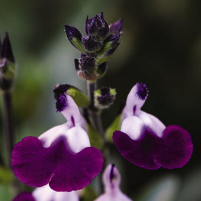 Thompson & Morgan Salvia Amethyst LipsPurple/white Bicolour Aromatic SageHardy Perennial3X 9Cm Potted Plants from B&Q