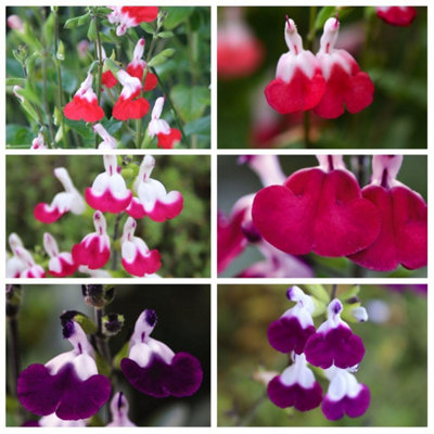 Thompson & Morgan Salvia Lips Collection Bicolour Blooms Drought Tolerant Pollinator Friendly6X 9Cm Potted Plants from B&Q