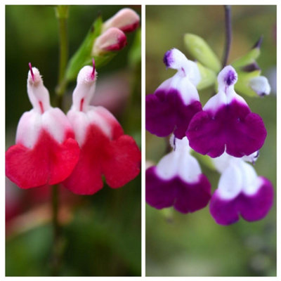 Thompson & Morgan Salvia Lips Duo Bicolour Collection Hot Lips & Amethyst Lips Hardy Aromatic Pollinator-Friendly 2X 9Cm Potted Plants from B&Q