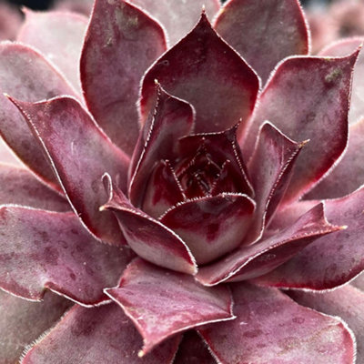 Thompson & Morgan Sempervivum Chick Charms Grape GalaxySilvery-Violet Aubergine Tips Drought-Tolerant Evergreen Succulent 1X Or 3X 9Cm Pots from B&Q