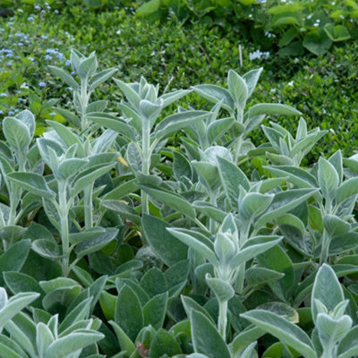 Thompson & Morgan Stachys Byzantina Big EarsLarge Fuzzy Ground Cover Pollinator Friendly Heat/drought Tolerant from B&Q