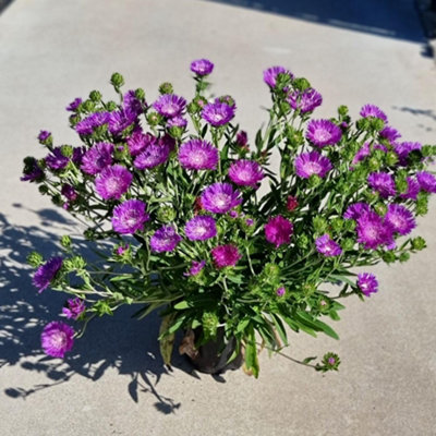 Thompson & Morgan Stokesia AmethystIntense Purple Compact Evergreen Drought Tolerant Gravel Garden 1X/3X 9Cm Pots from B&Q