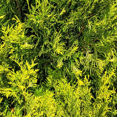 Thompson & Morgan Thuja Occidentalis SunkistVibrant Orange-Yellow Evergreen ConiferAward-Winning Rhs Plant1 Litre Potted from B&Q