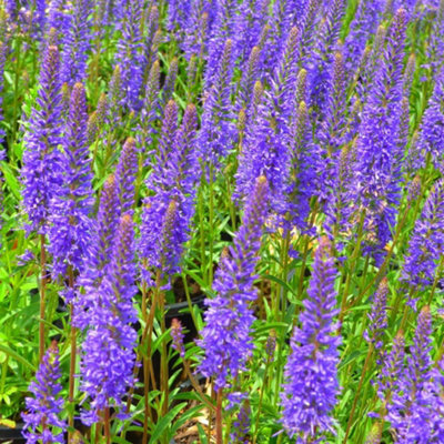 Thompson & Morgan Veronica Inspire Blue Hardy PerennialBlue Flower Spires For Borders Containers & Pollinator Gardens. 1L Pot. from B&Q