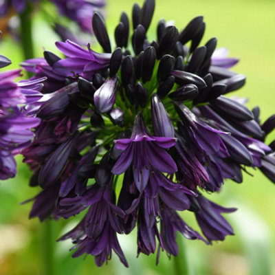 B&Q -  Agapanthus Black Jack Chelsea Plant Of Year 2023 Stunning Purple-Black Blooms Heat/drought Tolerant Perennial