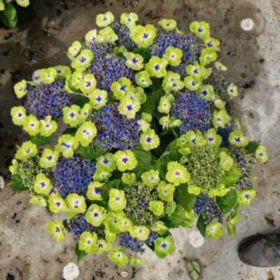 Thompson & Morgan Hydrangea Tellar Green Dream Collection 14Cm Potted Plant X 2 from B&Q