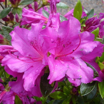 B&Q -  Azalea Japonica Blue Danube Compact Evergreen Pink-Blue Blooms 9Cm Pot