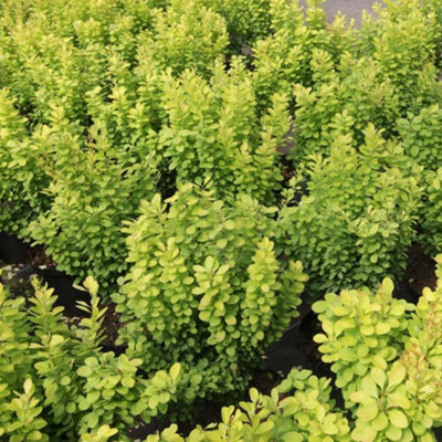 B&Q -  Berberis Thunbergii Golden Rocket 9Cm Potted PlantPack Of 3Yellow FlowerOutdoor Garden Plant