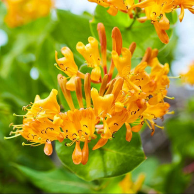 Thompson & Morgan Orange Lonicera X Tellmanniana Potted Plant X 3 9Cm B&Q