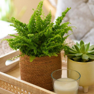 Thompson & Morgan 2 X Boston Fern (Nephrolepis Exaltata Bostoniensis) 12Cm Potted HouseplantAir-Purifying Pet-Safe Indoor Plant from B&Q