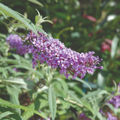 Thompson & Morgan Buddleja Buzz Lavender 1 Litre Potted Plant X 1 from B&Q