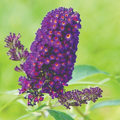Thompson & Morgan Thompson And Morgan Buddleja Buzz Indigo Plant Pot 1L 2 Pack - Image 4