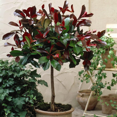 B&Q -  Photinia Red Robin 3 Litre Potted Plant X 1 + Planter Sabina Grey