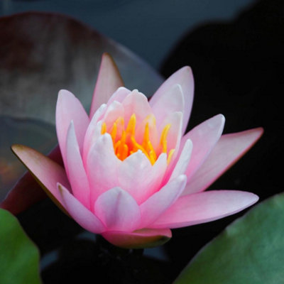 Thompson & Morgan Nymphaea (Waterlily) Pink 9Cm Potted Plant X 3 from B&Q
