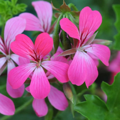 Thompson & Morgan Geranium (Pelargonium) Peltatum Pink 10.5Cm Potted Plant X 3 from B&Q