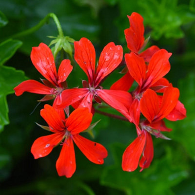 Thompson & Morgan Geranium (Pelargonium) Peltatum Red 10.5Cm Potted Plant X 2 from B&Q