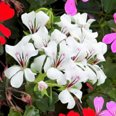Thompson & Morgan Geranium (Pelargonium) Peltatum White 10.5Cm Potted Plant X 1 from B&Q