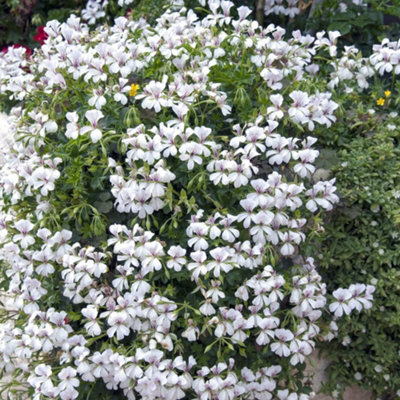 Thompson & Morgan Geranium (Pelargonium) Peltatum White 10.5Cm Potted Plant X 2 from B&Q