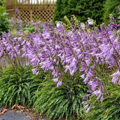 Thompson & Morgan Thompson And Morgan Hosta Silly String Plant In Pot 9Cm 3 Pack - Image 4