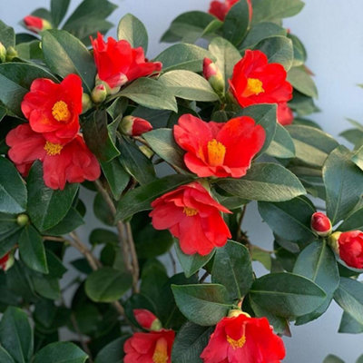 B&Q -  Camellia Changii 1001 Summer Nights Jasmine 3 Litre Potted Plant X 1