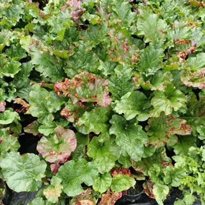 Thompson & Morgan Stockbridge Arrow Rhubarb Hardy Perennial Late Season Deep Red High-Yielding 1X 2L Pot from B&Q