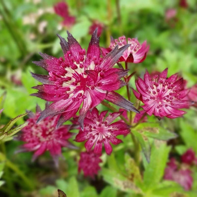 Thompson & Morgan Astrantia Major Moulin Rouge 9Cm Potted Plant X 1 from B&Q