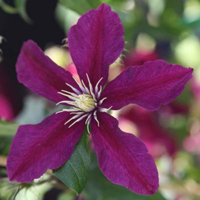 Thompson & Morgan Clematis NiobeHardy Perennial Climber Ruby-Red Summer Flowers Compact 3X 7Cm Pots from B&Q