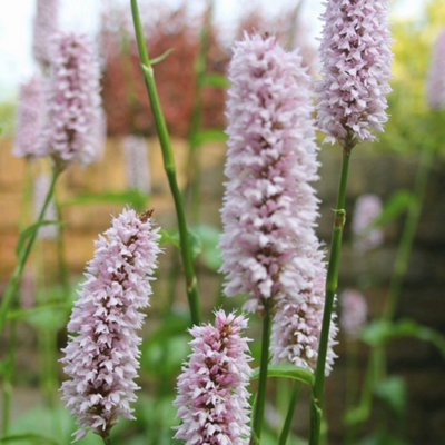 Thompson & Morgan Persicaria Bistorta Superba 9Cm Potted Plant X 2 from B&Q