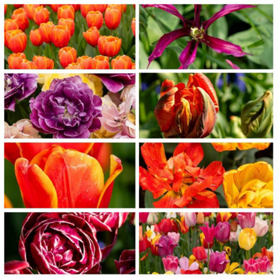 Thompson & Morgan Nurserymans Choice Tulip Bulbs - 16 Pack - Image 5