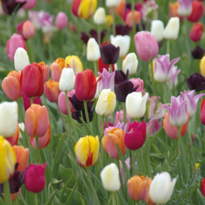 Thompson & Morgan Tulip Miniature Everlasting Mix Planting Bulbs - 8 Pack - Image 5