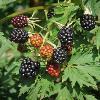 Thompson & Morgan Blackberry Thornless Evergreen Plant 2L - Image 4