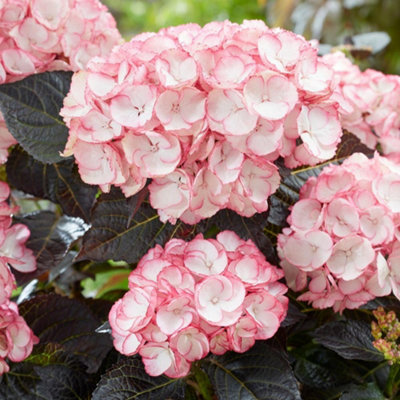 Thompson & Morgan Hydrangea Macrophylla Midnight Pearl 2 Litre Potted Plant X 1 from B&Q