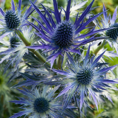 Thompson & Morgan Eryngium X Zabelii Big Blue 9Cm Potted Plant X 1 from B&Q