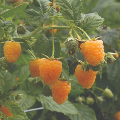 Thompson & Morgan Raspberry Duo Plant Red & Yellow Summer Fruiting In 1 Pot. Sweet Patio-Friendly. 1X 5L T&m Potted Plant. from B&Q