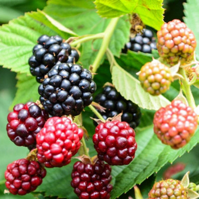 B&Q -  Blackberry Little Black Prince Thornless Ever-Bearing Compact Patio Fruit Bush 2X 3L Pots