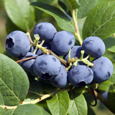 Thompson & Morgan Blueberry Bluecrop Plant - 2L Pot - Blue - Image 4