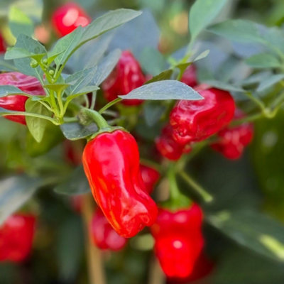 Thompson & Morgan Compact Padron-Type Chilli PepperMild Heat Early Fruiting Great For Pots & Stuffing. 1X 9Cm Pot from B&Q