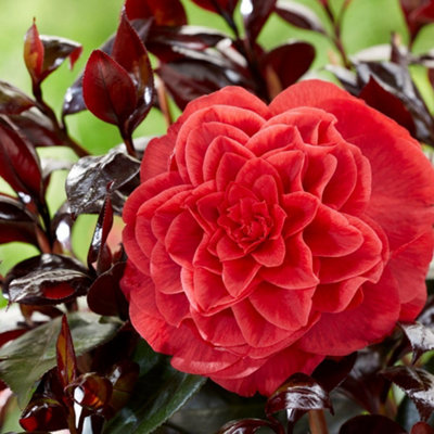 Thompson & Morgan Camellia Japonica Femme Fatale 15Cm Potted Plant X 2 from B&Q