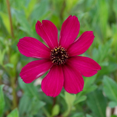 B&Q -  Cosmos Atrosanguineus Cherry Chocolate 3 Litre Potted Plant X 1