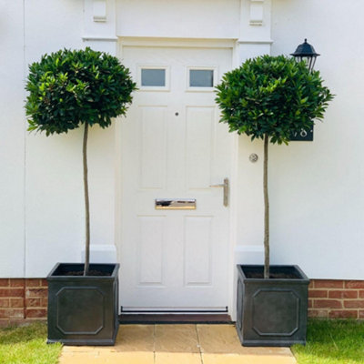 Thompson & Morgan Dark/Green/Light Laurus Nobilis Std 85-95Cm Tall 30-35Cm Head Potted Plant X 1 21Cm B&Q