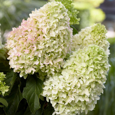 Thompson & Morgan Hydrangea Little Fresco 9Cm Potted Plant X 2 from B&Q